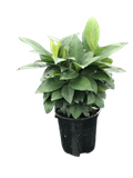 Ardisia Humulis